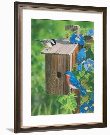 Birds at the Feeder (Bluebirds)-William Vanderdasson-Framed Giclee Print