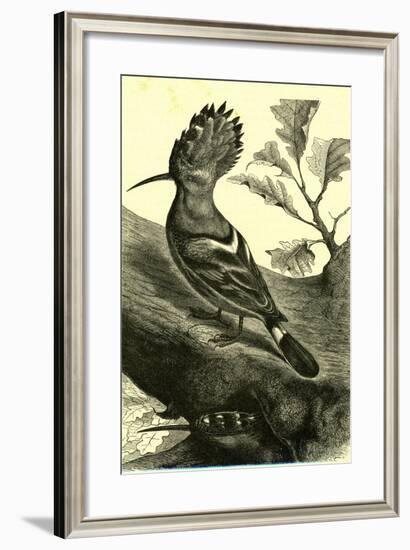 Birds Austria 1891-null-Framed Giclee Print