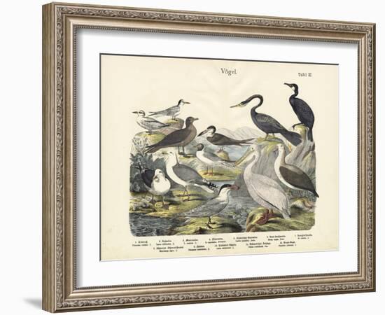 Birds, C.1860-null-Framed Giclee Print