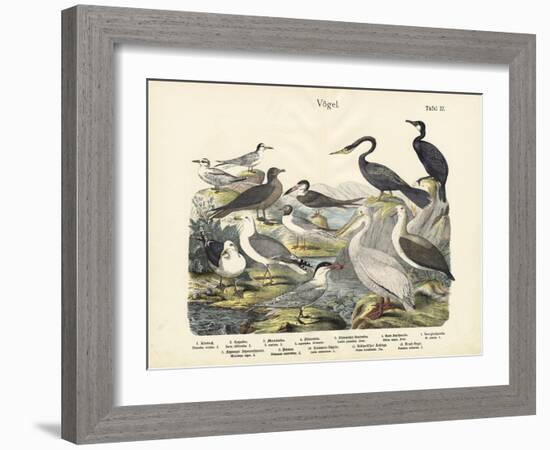 Birds, C.1860-null-Framed Giclee Print