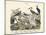 Birds, C.1860-null-Mounted Giclee Print
