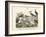 Birds, C.1860-null-Framed Giclee Print