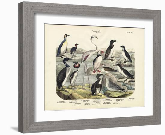 Birds, C.1860-null-Framed Giclee Print