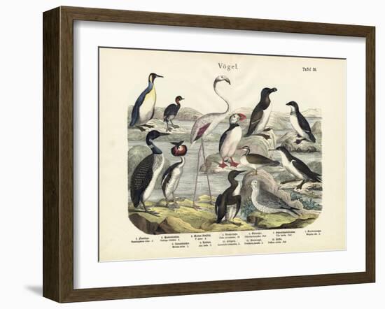 Birds, C.1860-null-Framed Giclee Print