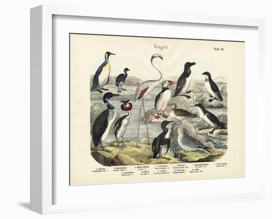 Birds, C.1860-null-Framed Giclee Print