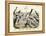 Birds, C.1860-null-Framed Premier Image Canvas