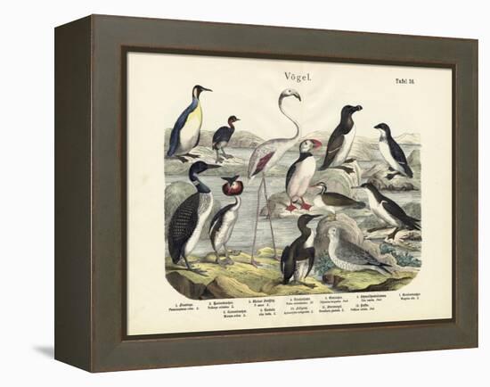 Birds, C.1860-null-Framed Premier Image Canvas
