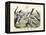 Birds, C.1860-null-Framed Premier Image Canvas