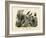 Birds, C.1860-null-Framed Giclee Print