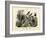 Birds, C.1860-null-Framed Giclee Print