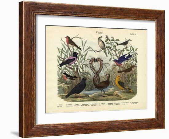 Birds, C.1860-null-Framed Giclee Print