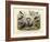 Birds, C.1860-null-Framed Giclee Print