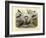 Birds, C.1860-null-Framed Giclee Print