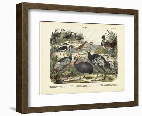 Birds, C.1860-null-Framed Giclee Print