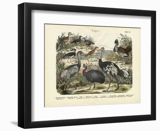 Birds, C.1860-null-Framed Giclee Print