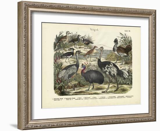 Birds, C.1860-null-Framed Giclee Print