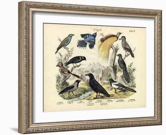 Birds, C.1860-null-Framed Giclee Print