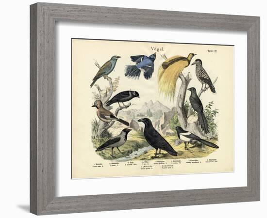 Birds, C.1860-null-Framed Giclee Print