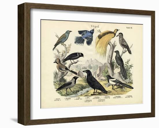 Birds, C.1860-null-Framed Giclee Print