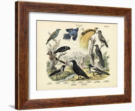 Birds, C.1860-null-Framed Giclee Print