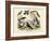 Birds, C.1860-null-Framed Giclee Print