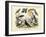 Birds, C.1860-null-Framed Giclee Print