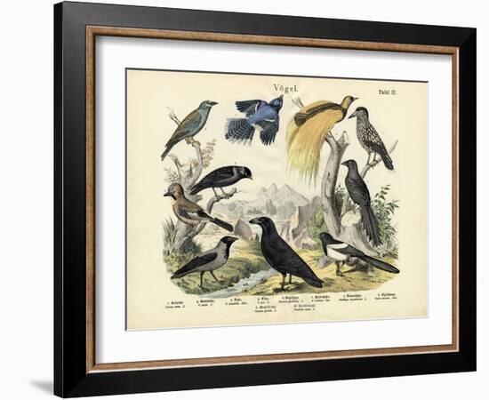 Birds, C.1860-null-Framed Giclee Print