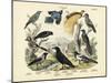 Birds, C.1860-null-Mounted Giclee Print