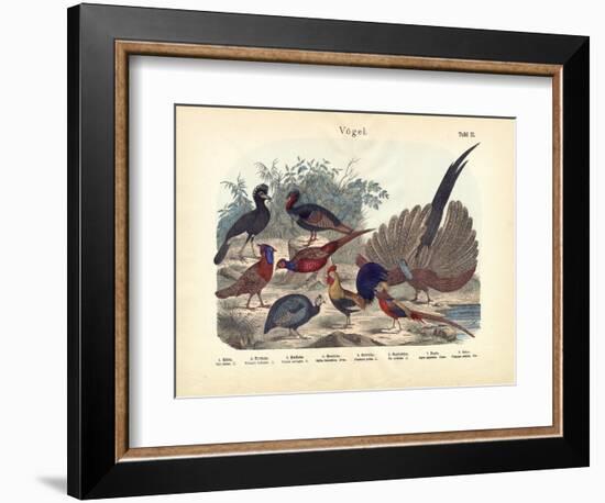 Birds, C.1860-null-Framed Giclee Print