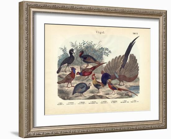 Birds, C.1860-null-Framed Giclee Print