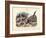 Birds, C.1860-null-Framed Giclee Print