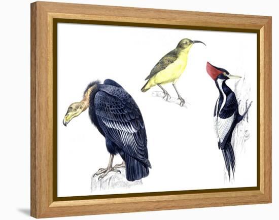 Birds: California Condor-null-Framed Premier Image Canvas