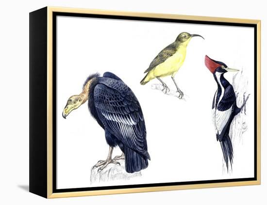 Birds: California Condor-null-Framed Premier Image Canvas