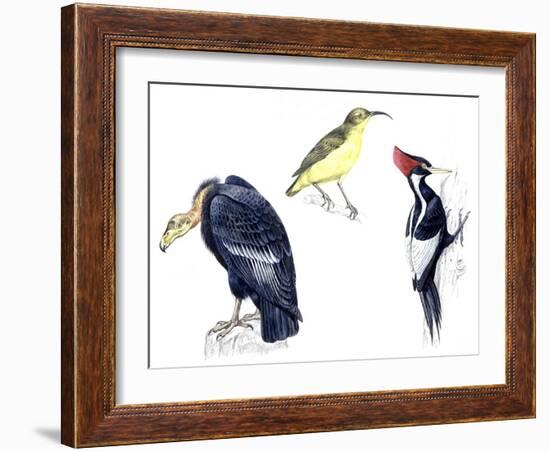 Birds: California Condor-null-Framed Giclee Print