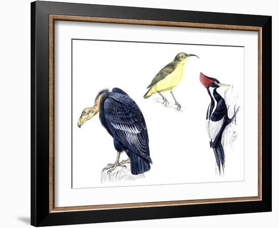 Birds: California Condor-null-Framed Giclee Print