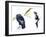 Birds: California Condor-null-Framed Giclee Print