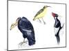 Birds: California Condor-null-Mounted Giclee Print