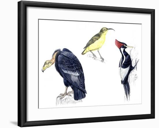 Birds: California Condor-null-Framed Giclee Print