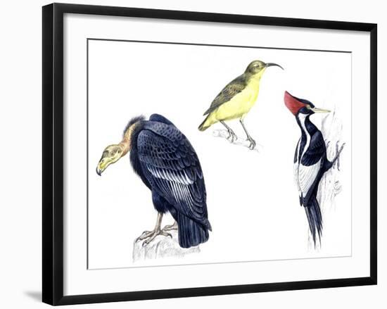 Birds: California Condor-null-Framed Giclee Print