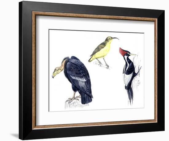 Birds: California Condor-null-Framed Giclee Print