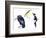 Birds: California Condor-null-Framed Giclee Print