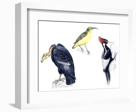 Birds: California Condor-null-Framed Giclee Print