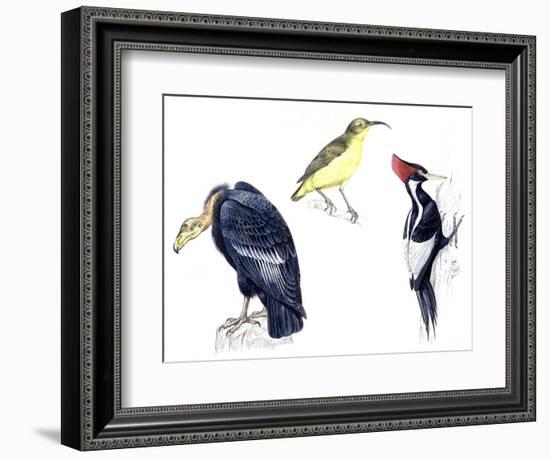 Birds: California Condor-null-Framed Giclee Print