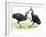 Birds: Casuariidae: Males Southern Cassowaries, (Casuarius Casuarius) Fighting-null-Framed Giclee Print
