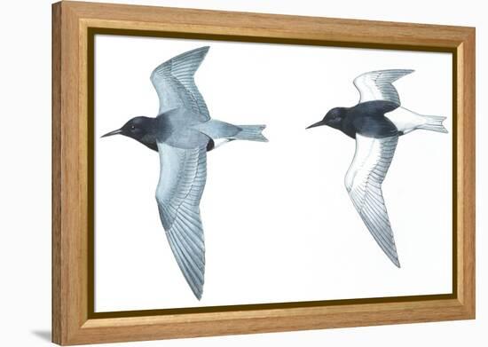 Birds: Charadriiformes: Black Tern-null-Framed Premier Image Canvas