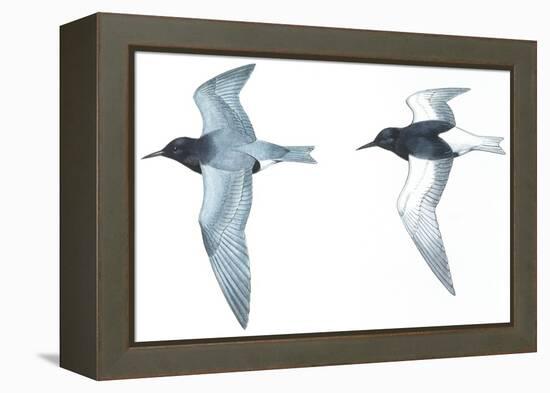 Birds: Charadriiformes: Black Tern-null-Framed Premier Image Canvas