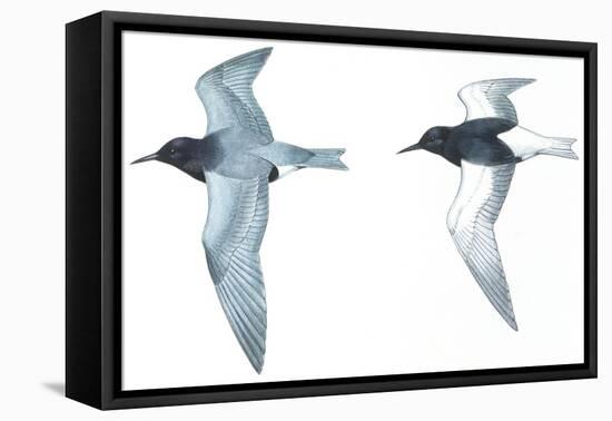 Birds: Charadriiformes: Black Tern-null-Framed Premier Image Canvas