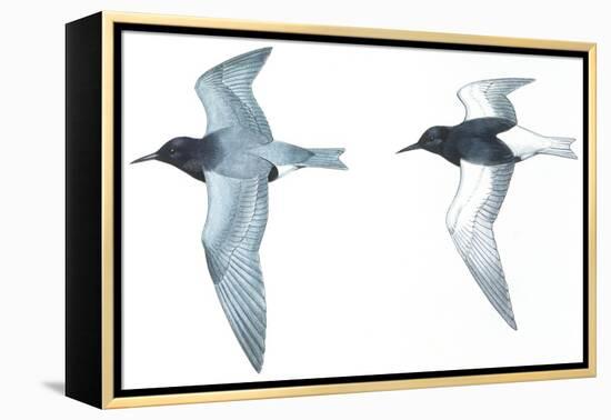 Birds: Charadriiformes: Black Tern-null-Framed Premier Image Canvas