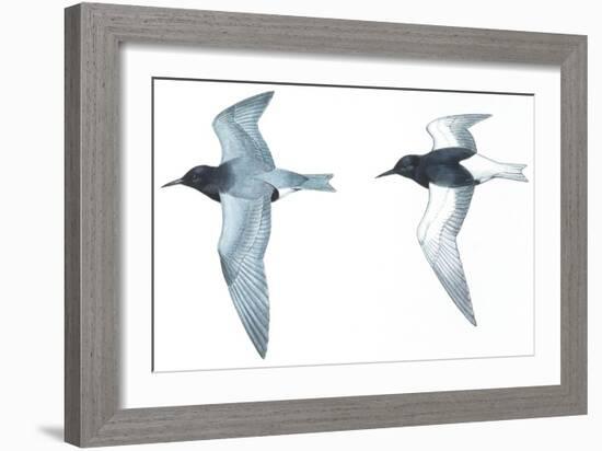 Birds: Charadriiformes: Black Tern-null-Framed Giclee Print