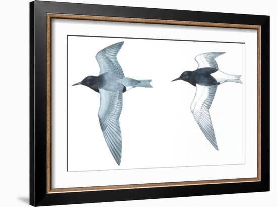 Birds: Charadriiformes: Black Tern-null-Framed Giclee Print